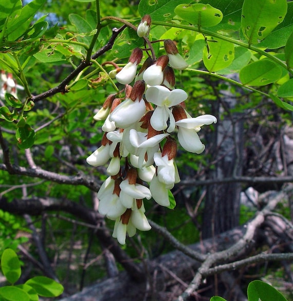 Black Locust Tree Seeds Robinia Pseudoacacia 40seeds Etsy Black Locust Tree Seeds Robinia Pseudoacacia 40seeds Etsy