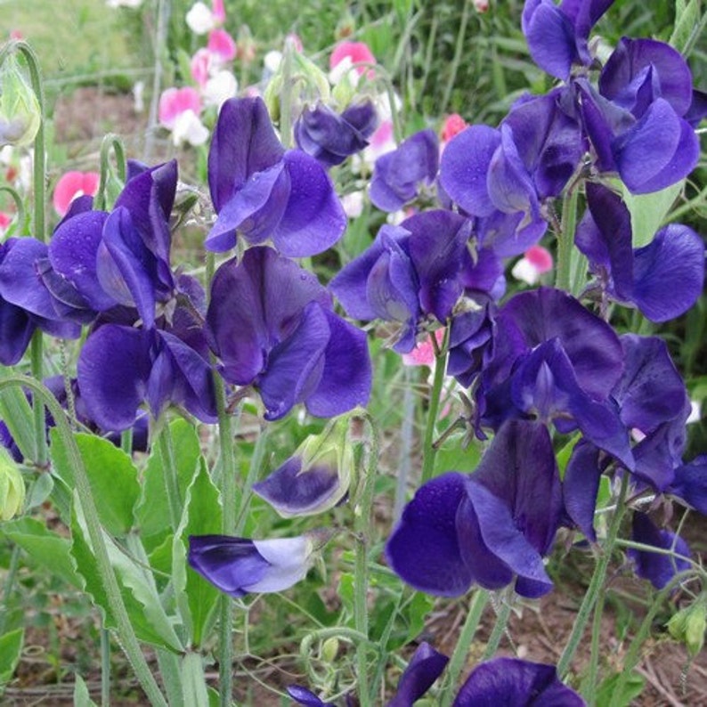 Sweet Pea Royal Navy Blue Flower Seeds Lathyrus Odoratus 25Seeds image 3