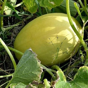 May include: A large, pale yellow melon growing in a garden. The melon is surrounded by green leaves and vines.