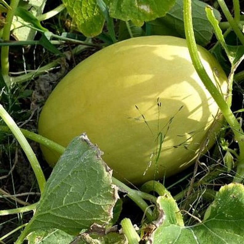 May include: A large, pale yellow melon growing in a garden. The melon is surrounded by green leaves and vines.