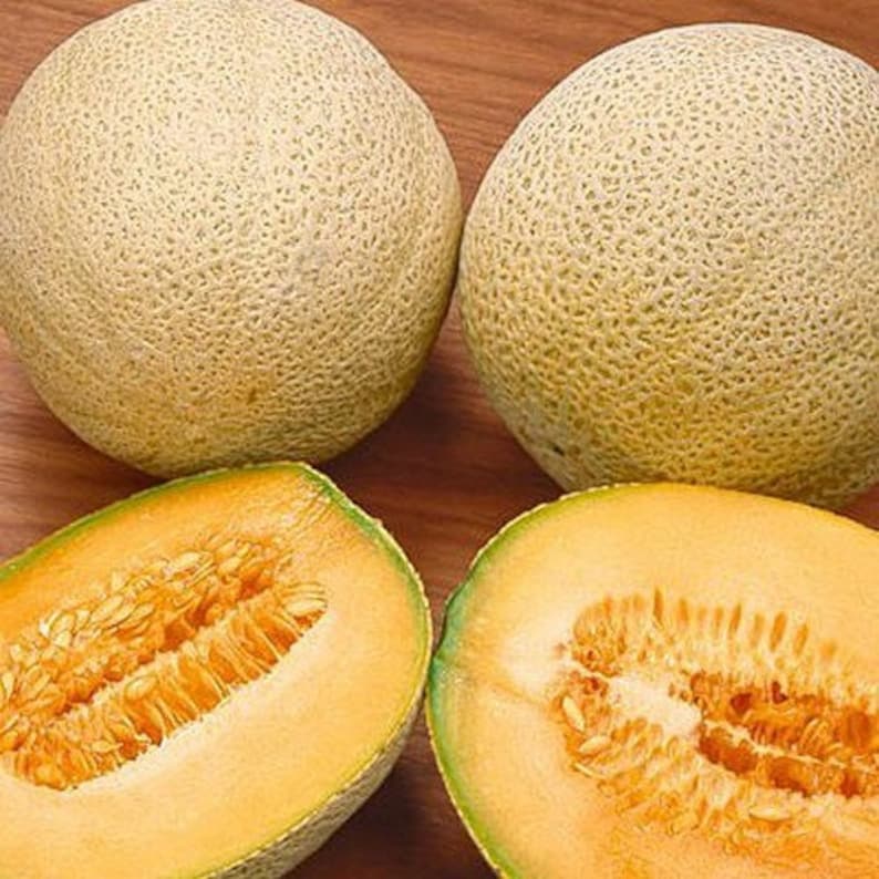 Cantaloupe Hales Best Jumbo Melon Seeds cucumis Melo Etsy