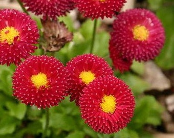 English Daisy Red Flower Seeds (Bellis Perennis) 200+Seeds