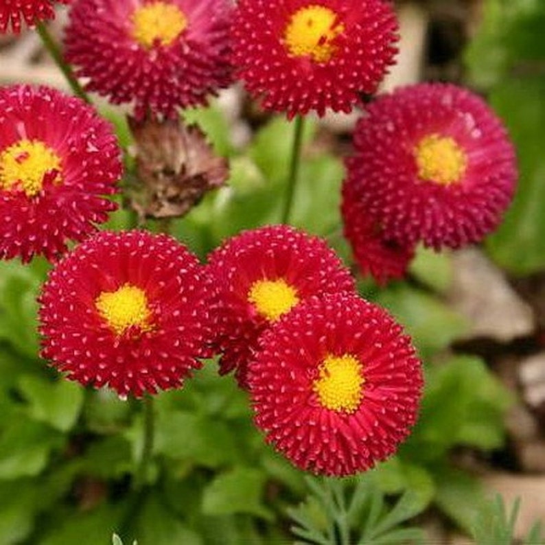 Semillas de flor roja inglés Margarita Bellis Perennis 200 Etsy