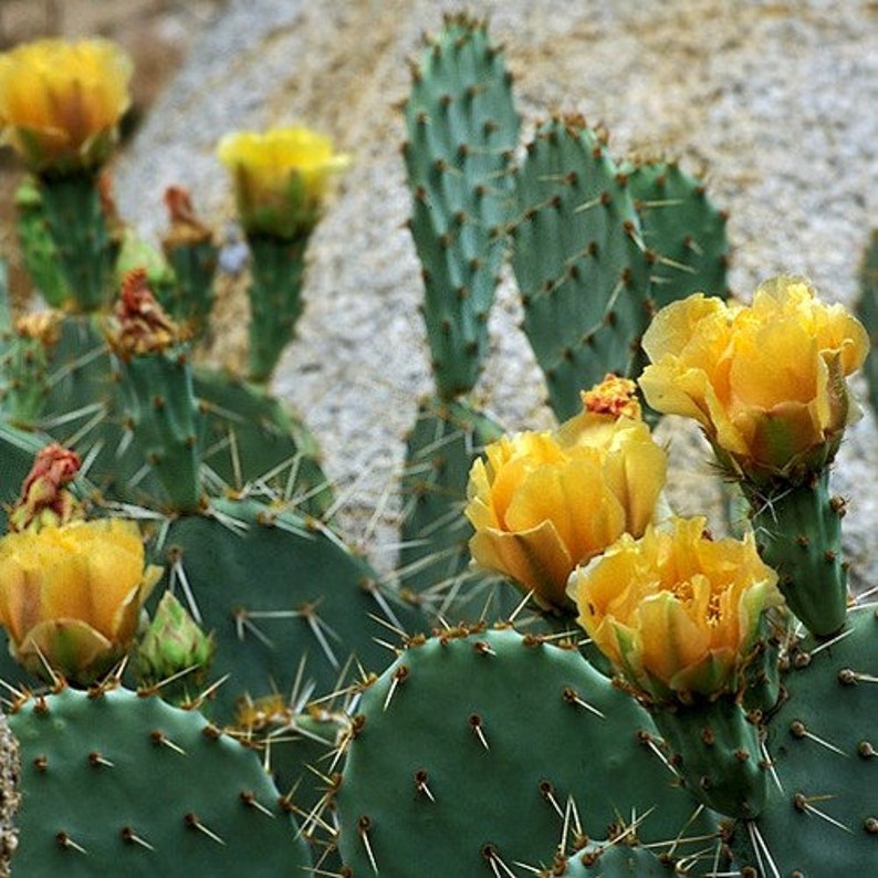 Tulip Prickly Pear Cactus Seeds Opuntia phaeacantha 20Seeds image 1