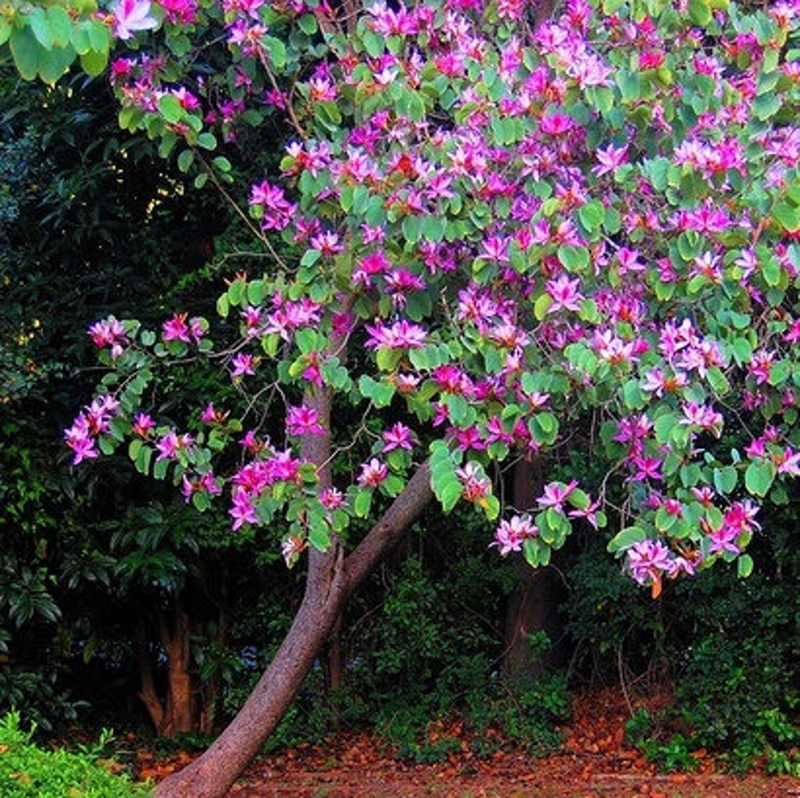 Баухиния. Баухиния орхидейное. Цветок Баухиния орхидейное дерево. Баухиния пурпурная орхидейное. Баухиния орхидейное дерево в саду.