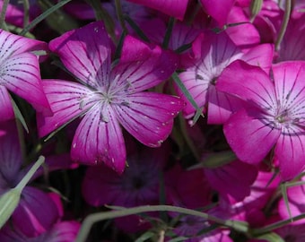 Agrostemma Purple Queen Flower Seeds (Agrostemma Githago) 50+Seeds