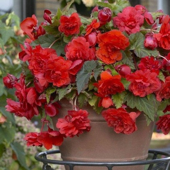 Begonia Doble Semillas de Flores de Color Rojo Oscuro Begonia - Etsy España