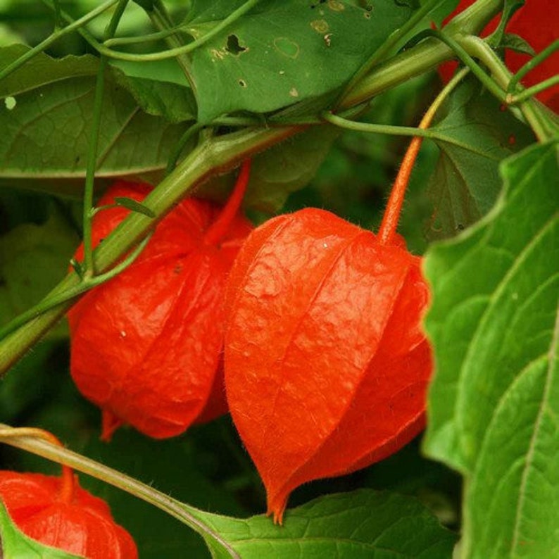 Chinese Lantern Plant Seeds physalis Alkekengi 50seeds Etsy