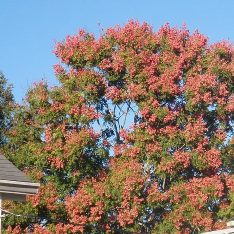 Buy Chinese Flame Tree Seeds koelreuteria Bipinnata 15seeds Online in