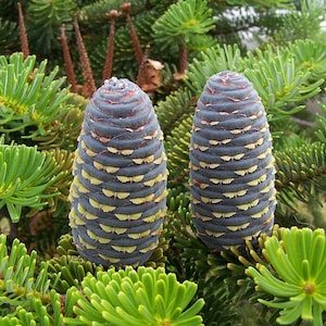 Noble Fir Tree Seeds (Abies procera) 20+Seeds