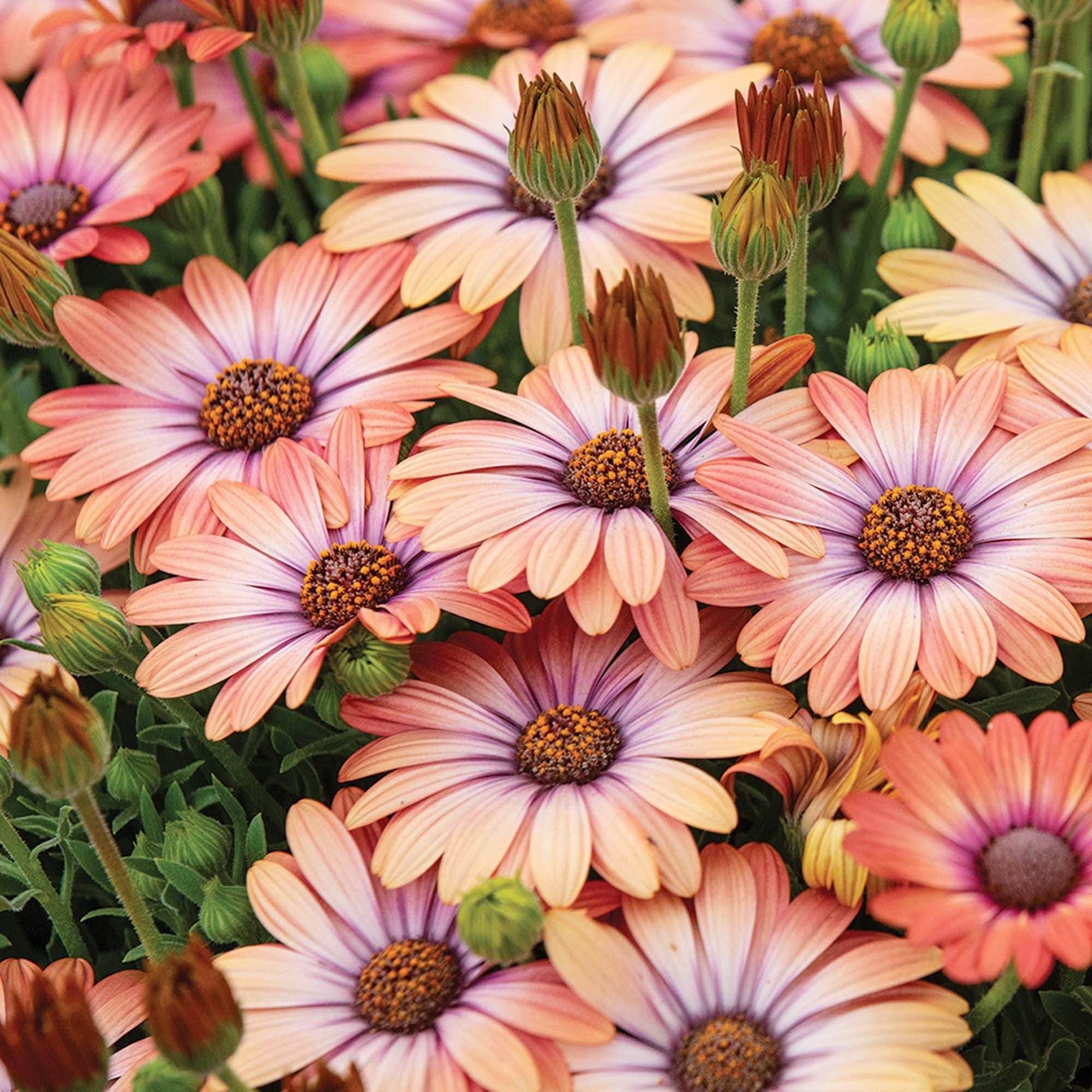 African Daisy Salmon Seeds (dimorphotheca Sinuata) 50+seeds - Etsy