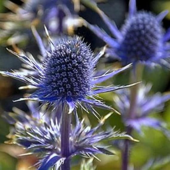AMAZING METALLIC BLUE FLOWERS AND STEMS SEA HOLLY 120 SEEDS
