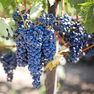 Amure Grape Vine Seeds (Vitis amurensis) 20+Seeds