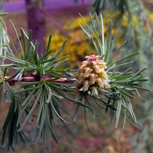 Siberian Larch Tree Seeds Larix sibirica 30Seeds image 2