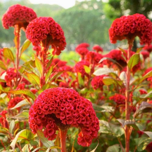 Red Flowers of Cockscomb Celosia Cristata Blooming in the Garden Stock Red Flowers of Cockscomb Celosia Cristata Blooming in the Garden Stock