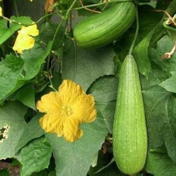 Pumpkin Luffa Sponge Vegetable Seeds (Luffa Cylindrica) 15 + Seeds