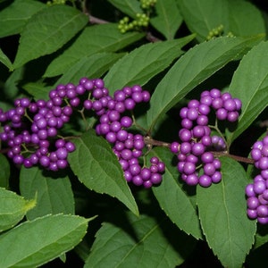 Purple Beautyberry Bush Seeds Callicarpa dichotoma 25Seeds image 3