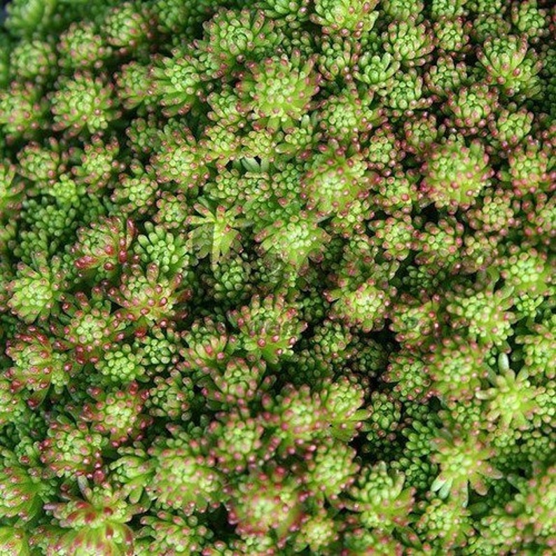 Sedum Stolon Stonecrop Succulent Seeds Sedum Stoloniferum 50Seeds image 3