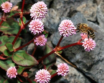 Pinkhead Smartweed Ground Cover Seeds (Polygonum Capitatum) 50+ Seeds