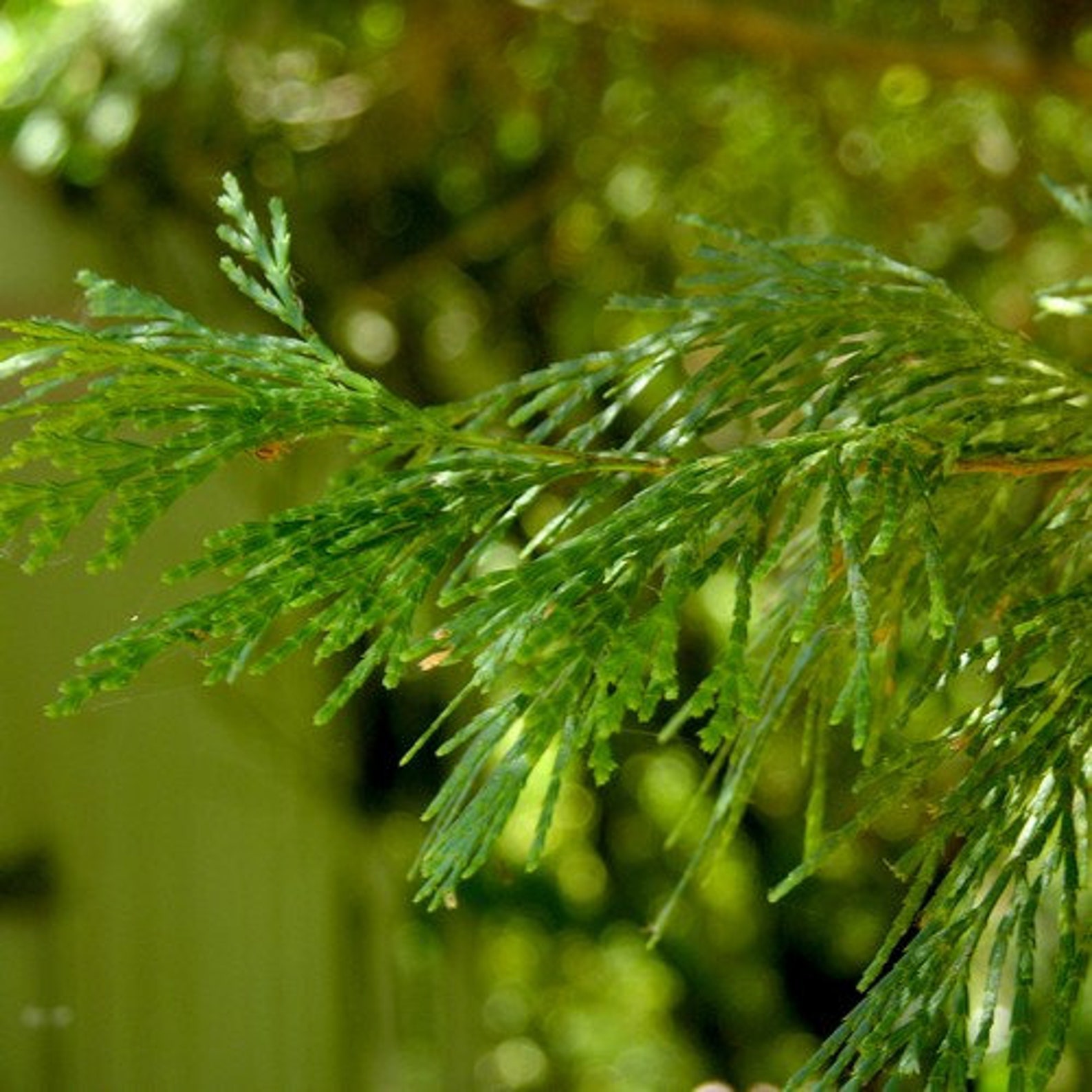 California Incense Cedar Tree Seeds calocedrus Decurrens Etsy