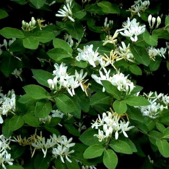 Dwarf Honeysuckle Bush Seeds ( Lonicera Xylosteum) 40+seeds