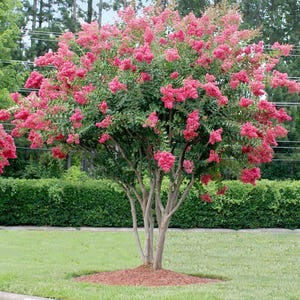 Crape Myrtle Tree Seeds (Lagerstroemia indica) 50+Seeds