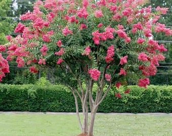 Crape Myrtle Tree Seeds (Lagerstroemia indica) 50+Seeds