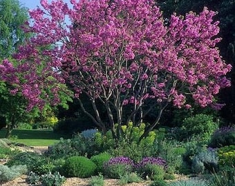 Judas Tree Seeds (Cercis siliquastrum) 25+Seeds