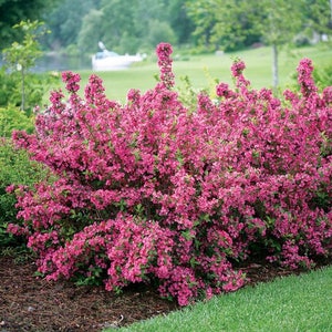 Old Fashioned Weigela Bush Seeds Weigela florida 40Seeds image 2