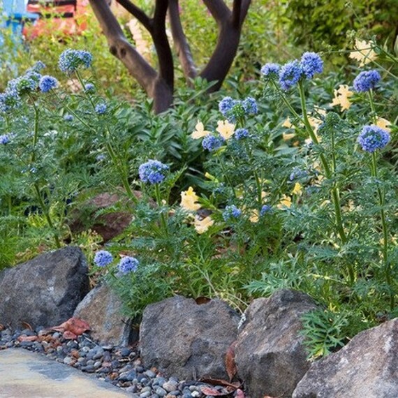 100 Seeds Queen Anne/'s Thimbles Gilia Capitata-