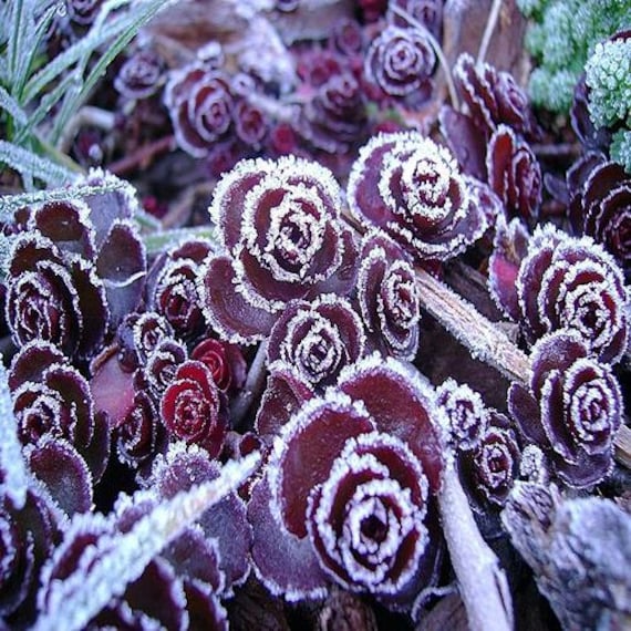 Sedum Dragons Blood Succulent Seeds (spurium Coccineum) 100+seeds