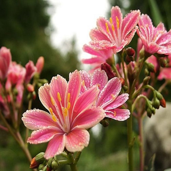 Lewisia Sunset Strain Flower Seeds (Lewisia Cotyledon) 10+Seeds