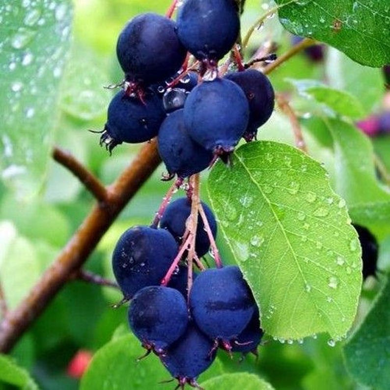 Saskatoon Serviceberry Bush Seeds amelanchier Alnifolia Etsy
