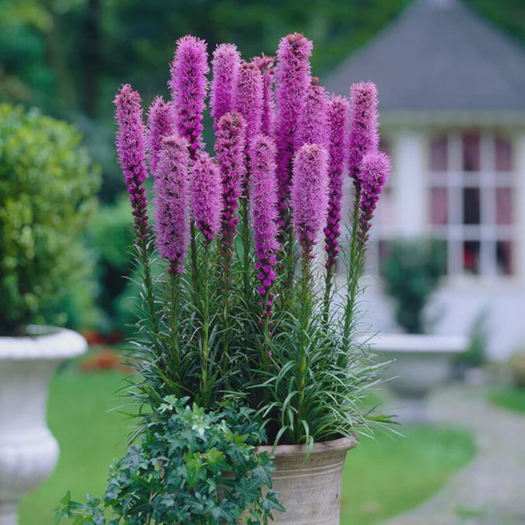 Gayfeather Blazing Star Flower Seeds (liatris Spicata) 50+seeds