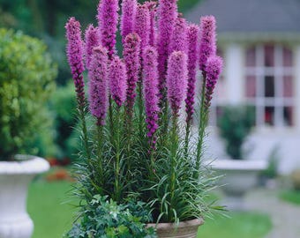Gayfeather Blazing Star Flower Seeds (Liatris Spicata) 50+Seeds