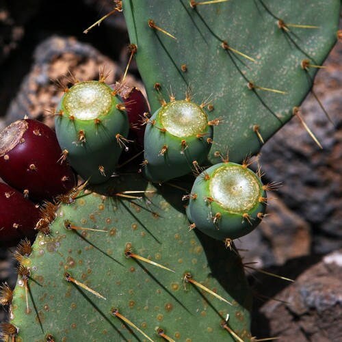 Nopal Prickly Pear Cactus Seeds Opuntia engelmannii | Etsy