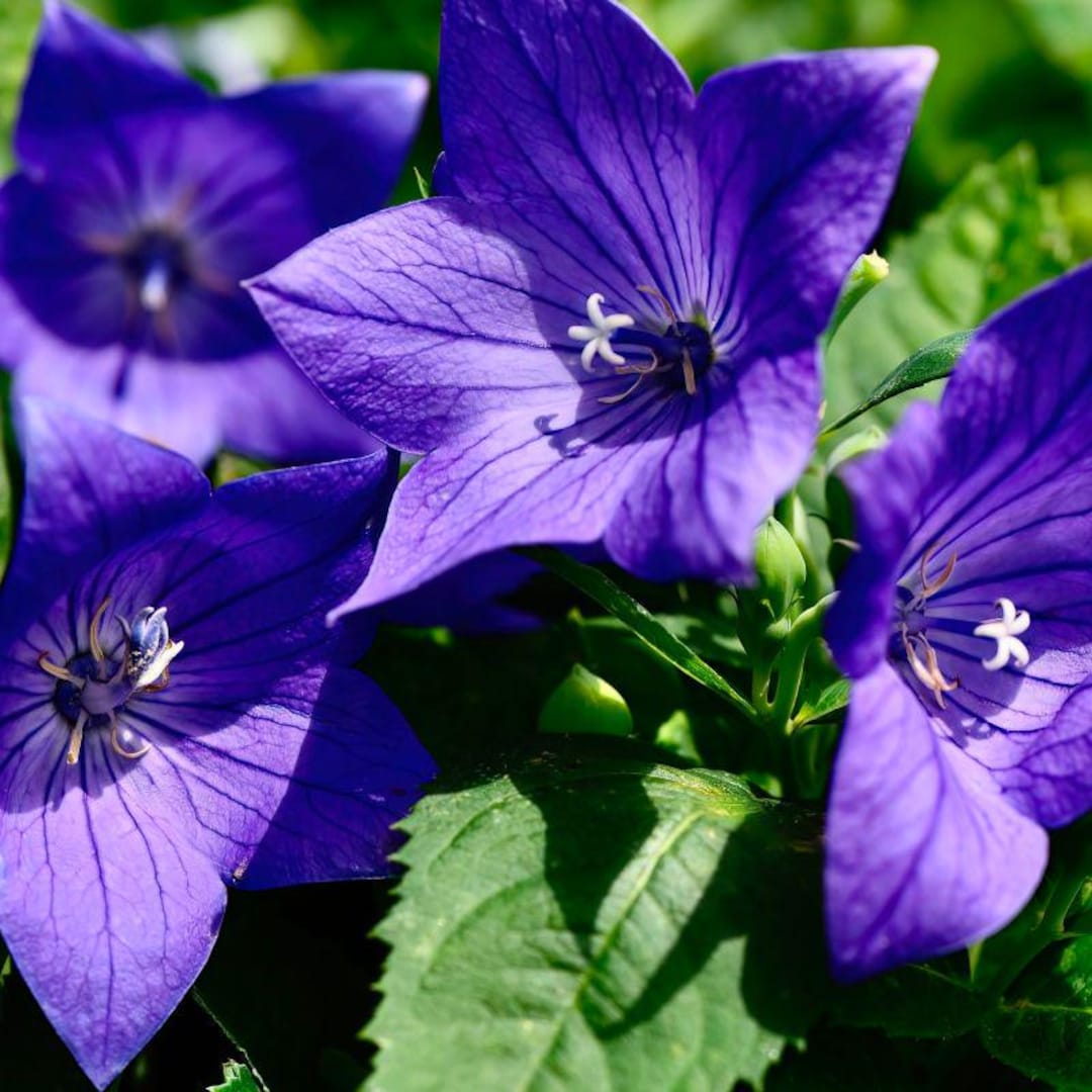 Blue Rockets Flower Balloon Flower Blue Seeds (platycodon Grandiflorus) 50+ Seeds - Etsy