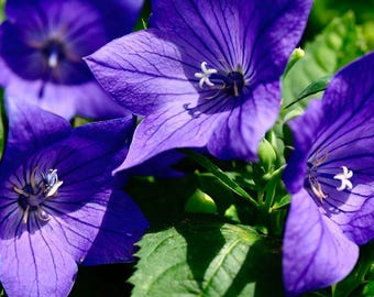 Balloon Flower Blue Seeds (Platycodon Grandiflorus) 50+ Seeds