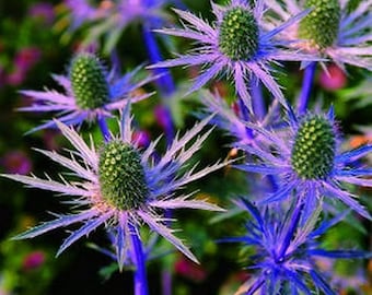 Sea Holly Blue Flower Seeds (Eryngium Planum) 200+Seeds