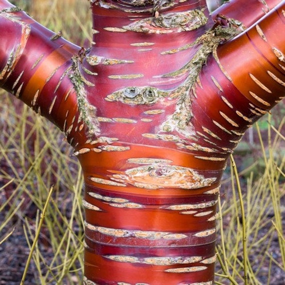 Prunus serrula 5+Seeds Tibetan Birchbark Cherry Tree Seeds