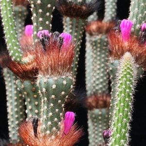 Neon Broom Cactus Seeds Arrojadoa penicillata 20Seeds image 1