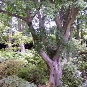 May include: A large tree with a thick, textured trunk and multiple branches, surrounded by lush green foliage. The tree's bark is a light gray color, and the leaves are a vibrant green. The scene is set in a forest or park setting.