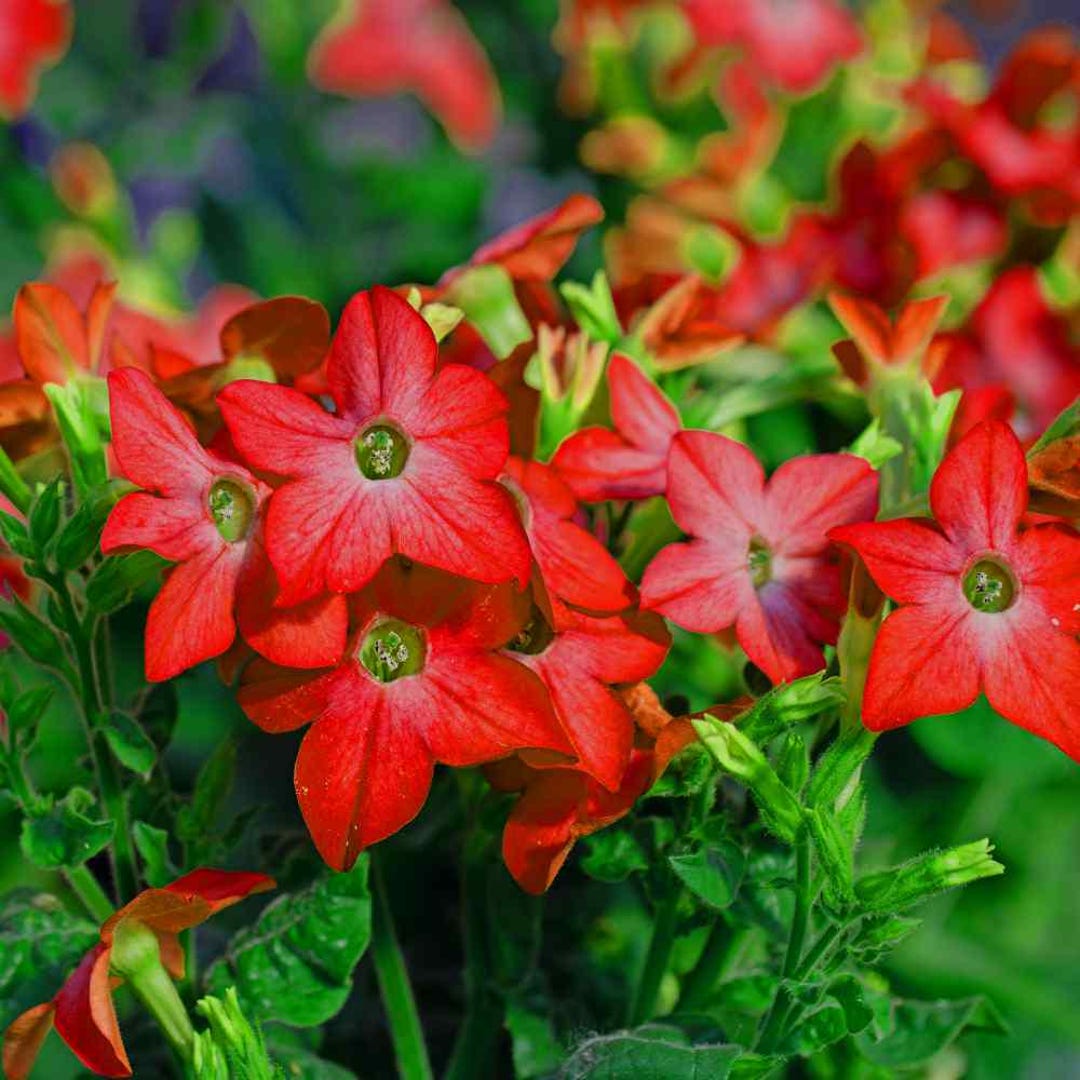 Nicotiana Crimson Bedder Flower Seeds (nicotiana Alata) 200+ Seeds