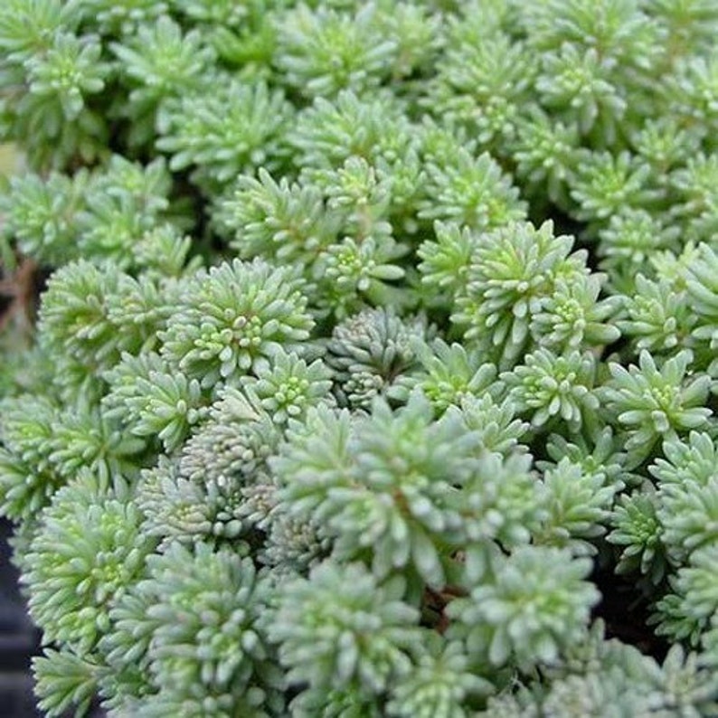 Sedum Spanish Stonecrop Succulent Seeds Sedum Hispanicum 50Seeds image 2