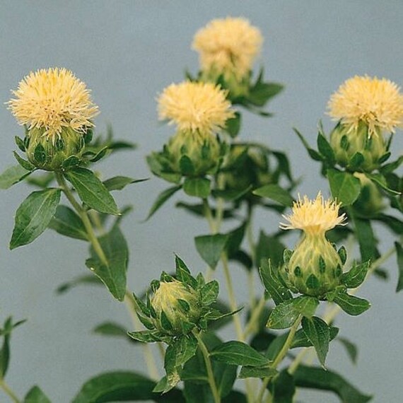 white safflower seeds carthamus tinctorius 10seeds etsy safflower plant