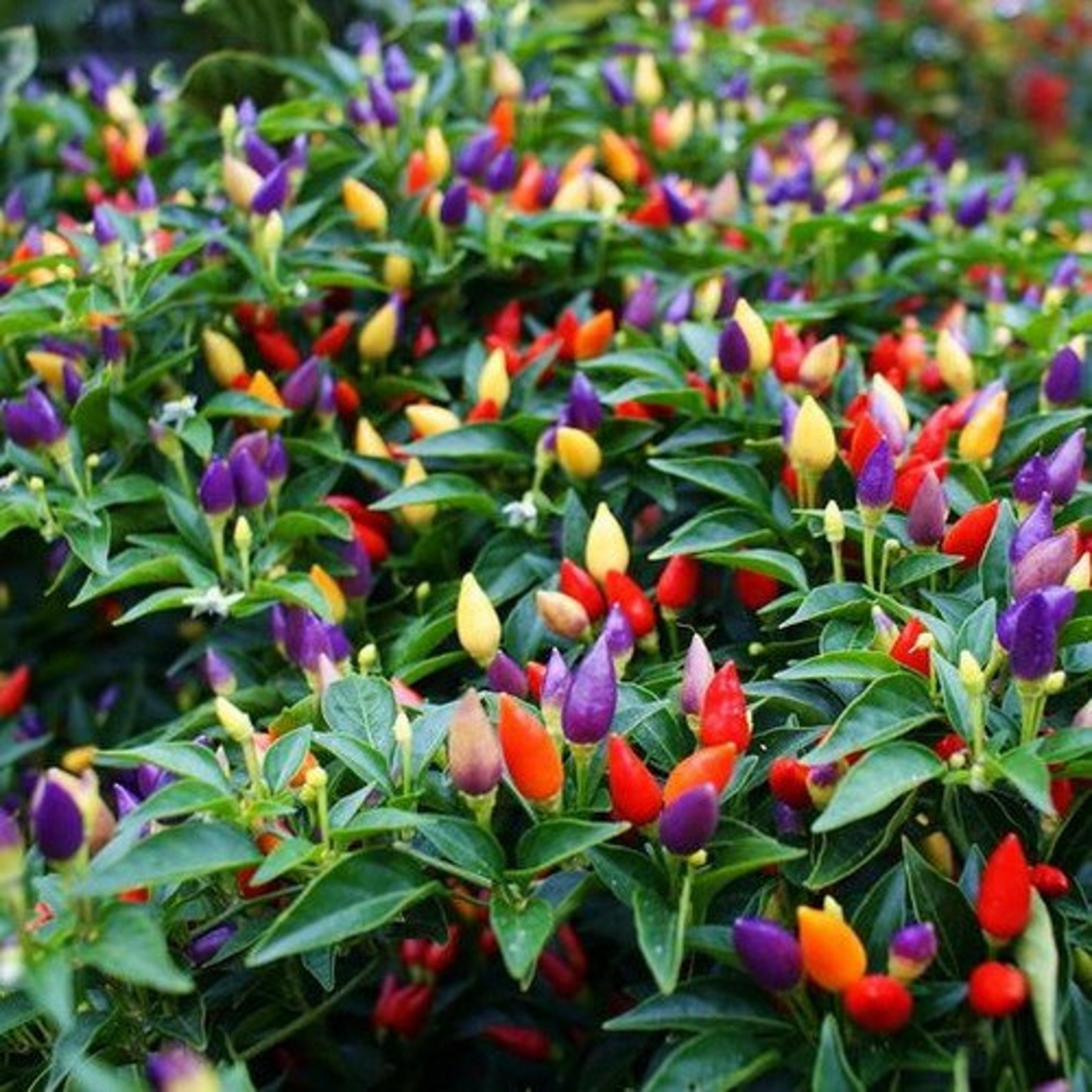 Ornamental Pepper Prairie Fire Mix Seeds Capsicum Annuum Etsy
