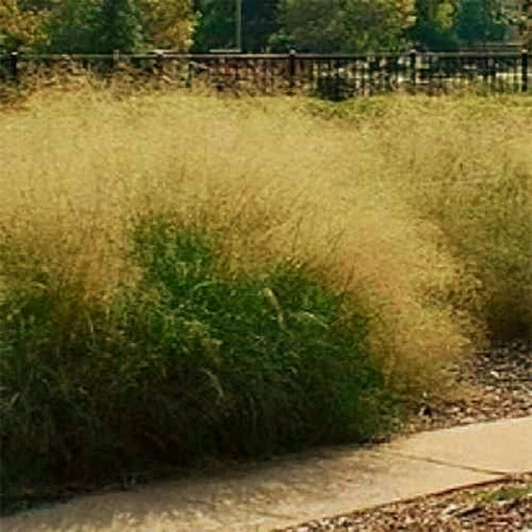100 Ruby Silk Lovegrass Ornamental Grass Seeds - Eragrostis Tef, Seedville USA Brand