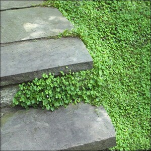May include: A set of stone steps leading up a grassy slope. The steps are made of flat, rectangular stones, and the grass is a vibrant green.