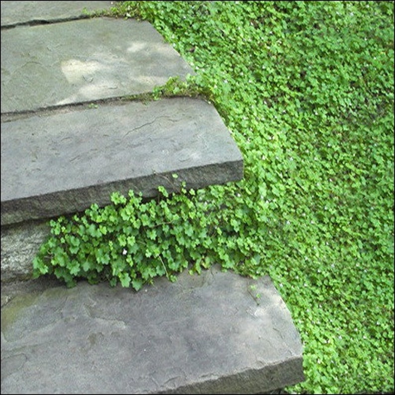May include: A set of stone steps leading up a grassy slope. The steps are made of flat, rectangular stones, and the grass is a vibrant green.