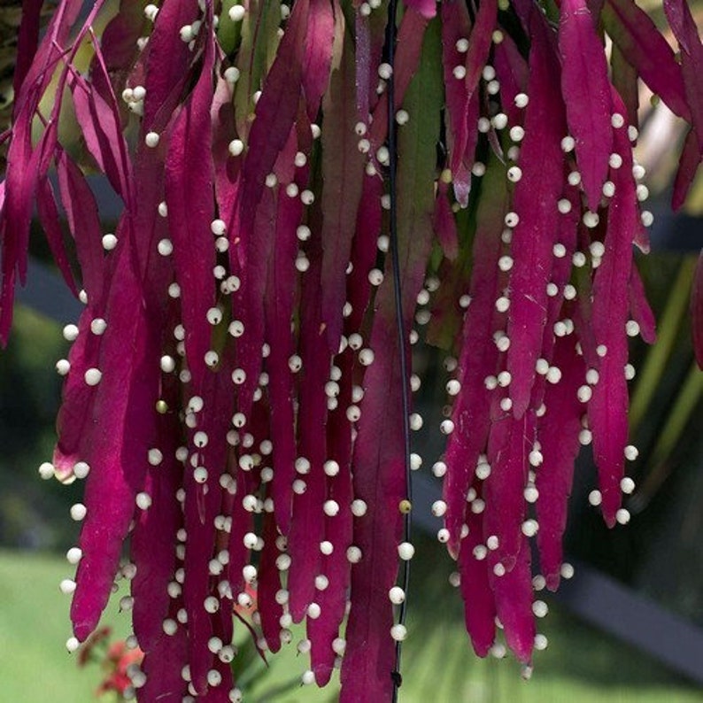 Red Mistletoe Cactus Seeds Rhipsalis ramulosa 20Seeds Etsy